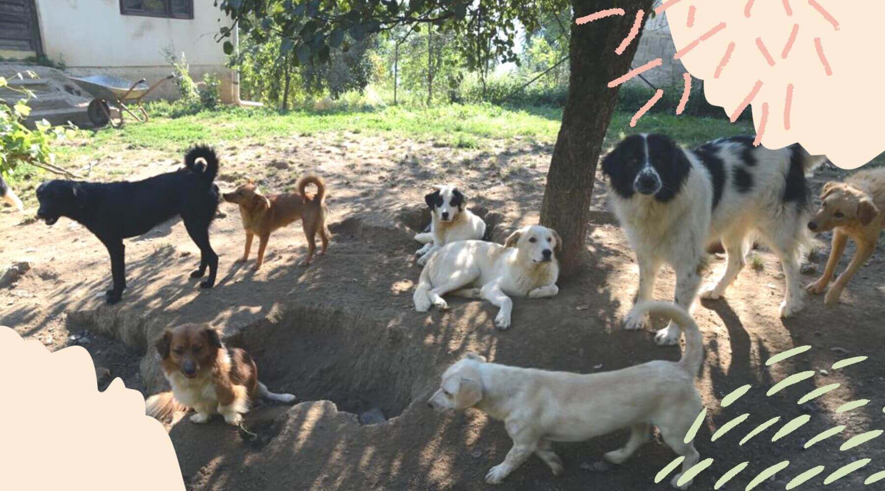 Gerettete Straßenhunde aus Bosnien und Herzegowina.