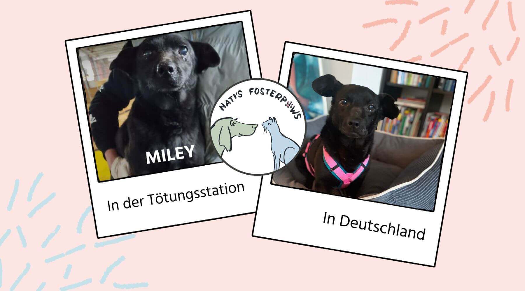 Schwarze Hündin Miley in Rumänien und in Deutschland.