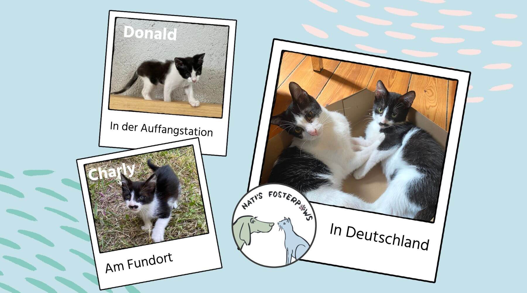 Pflegekatzen Charly und Donald im Tierheim und in Deutschland.