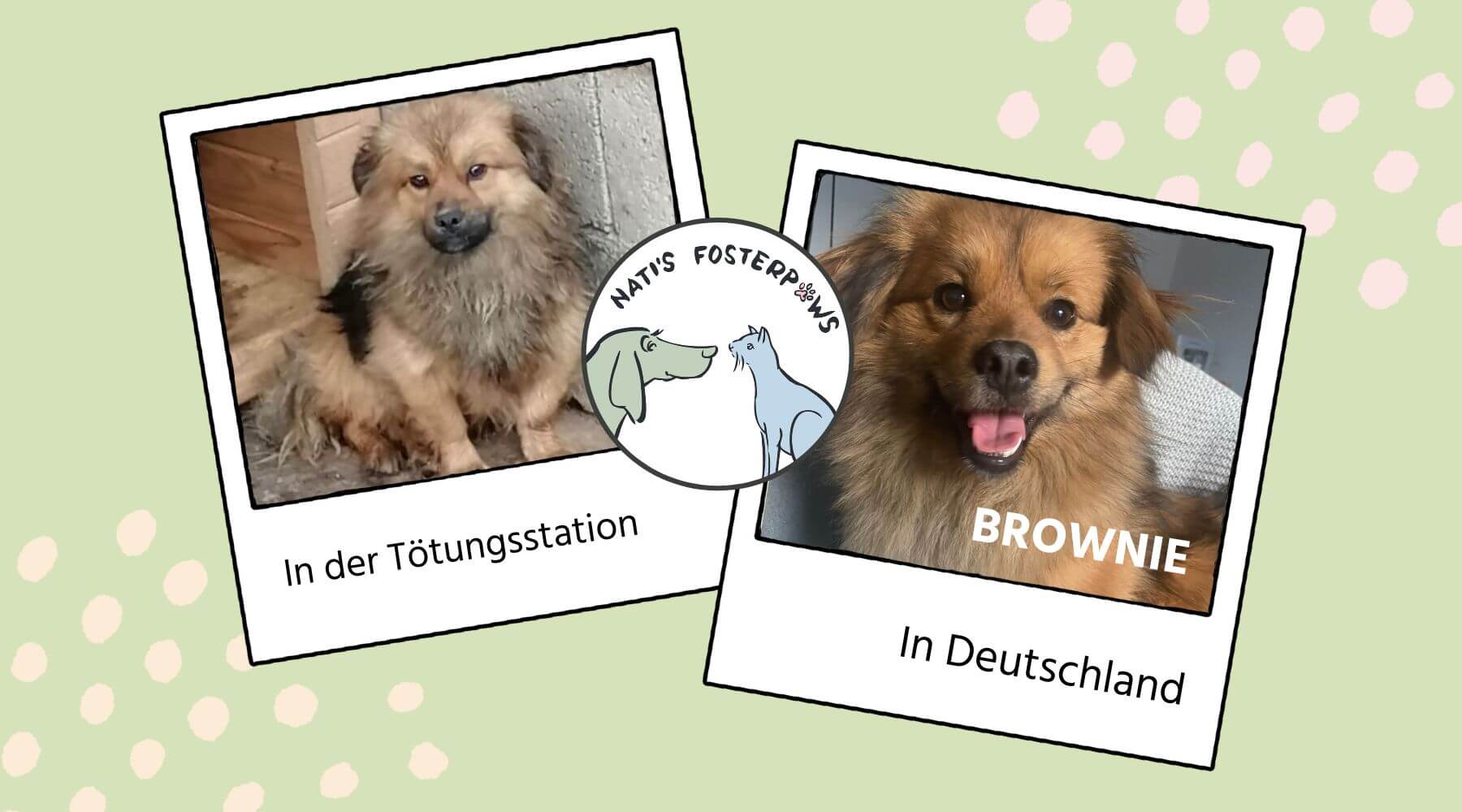 Pflegehund Brownie in der Tötung und auf seiner Pflegestelle.