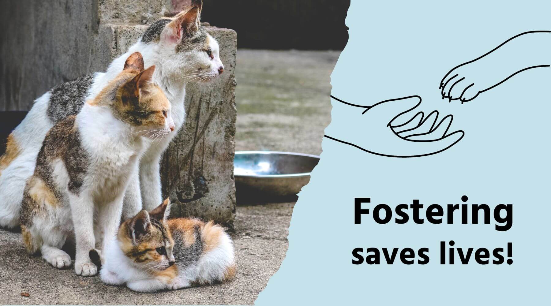 Bild mit Aufschrift "Fostering saves lifes" mit zwei Straßenkatzen.