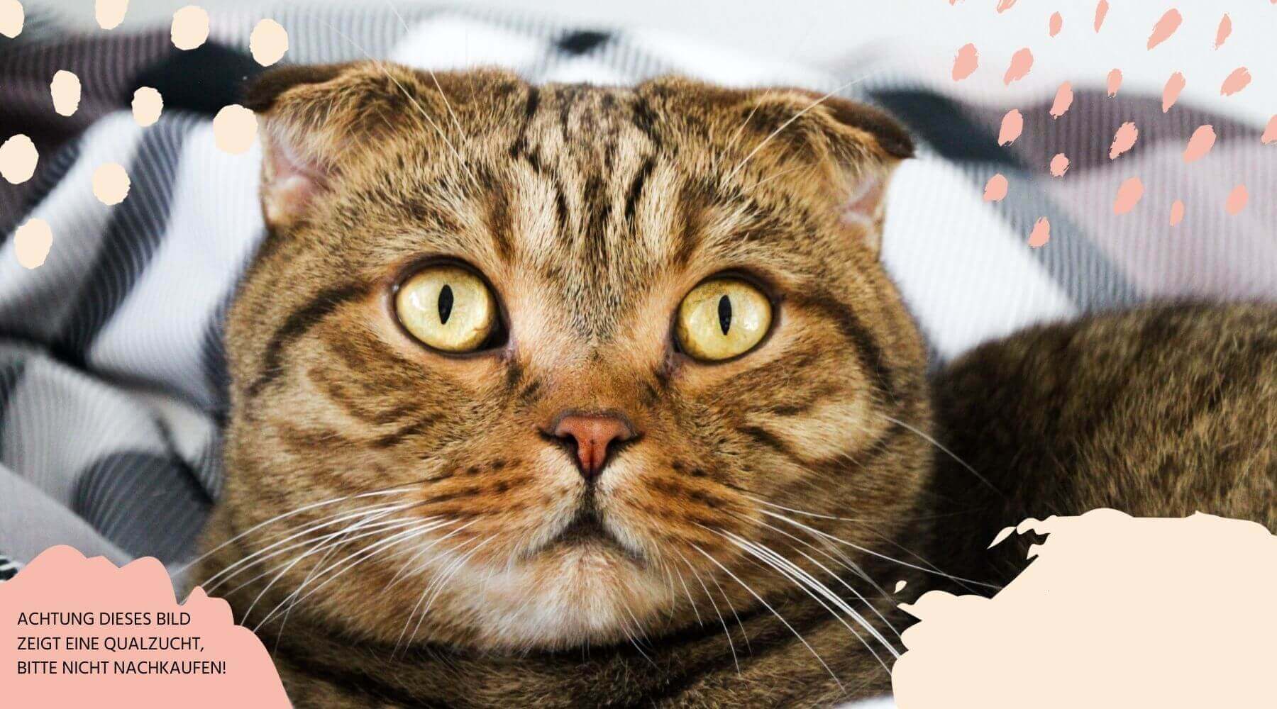 Scottish Fold Kater liegt auf dem Sofa.