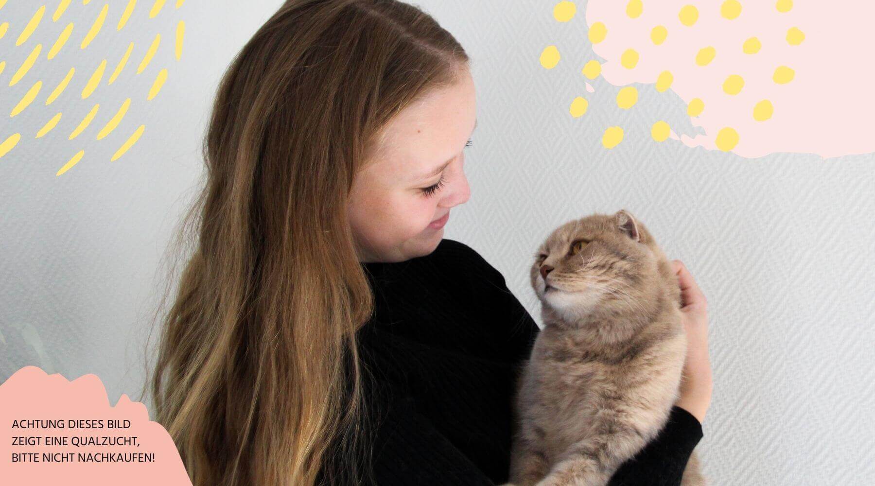 Junge Frau hält Scottish Fold Kater in ihrem Arm.