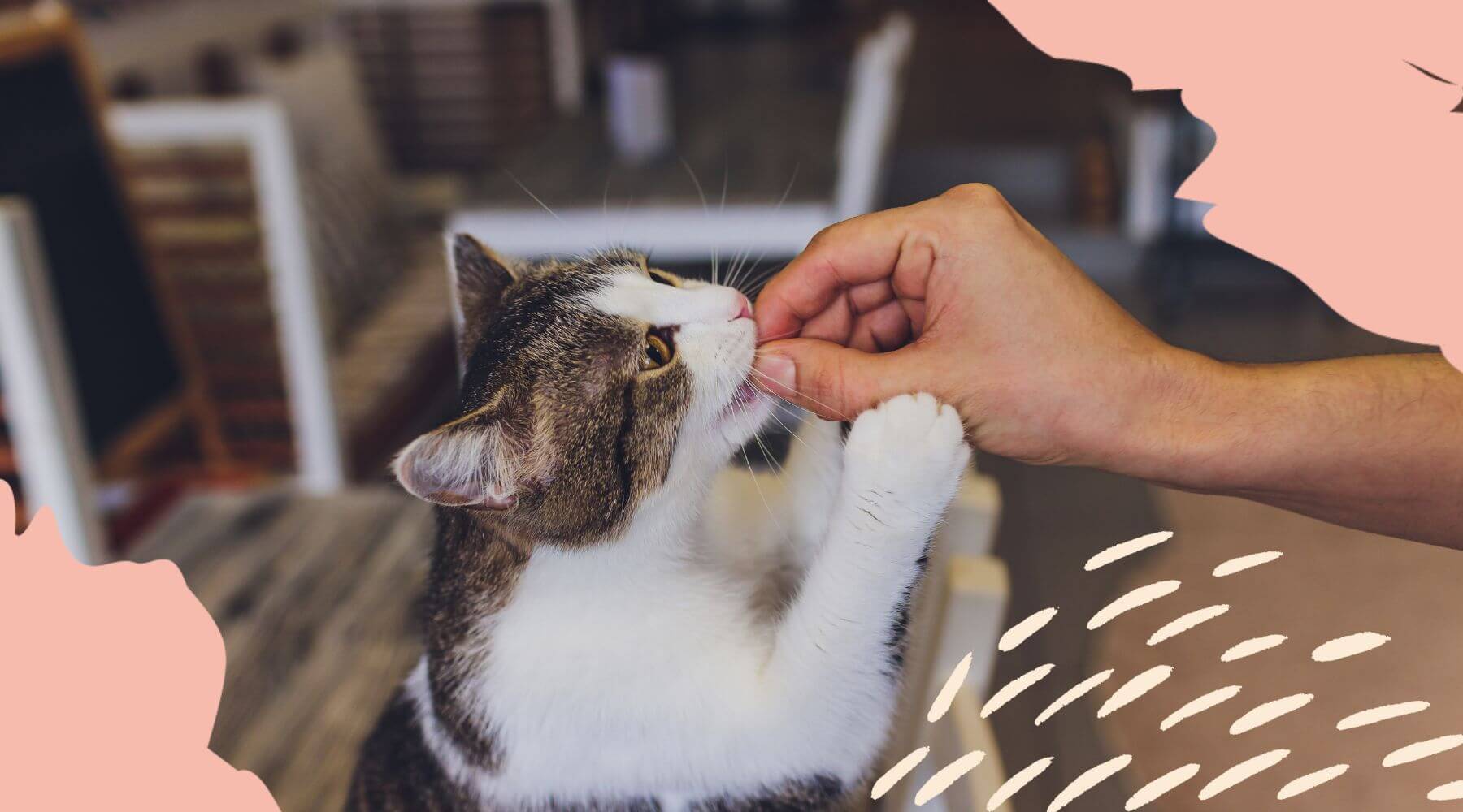 Katze frisst Snack aus der Hand.