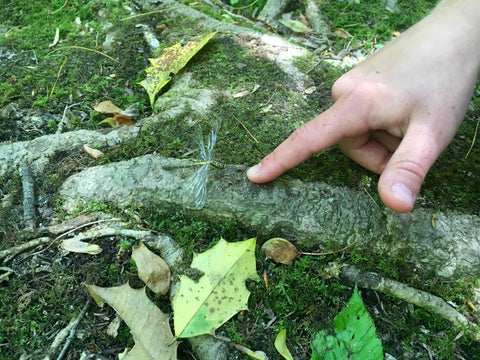 girl outdoors pointing at dragonfly. Girl on a hike. Kids on hikes.