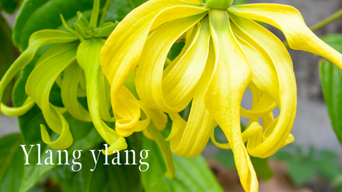 Ylang ylang eteerinen öljy valmistetaan kasvin keltaisista kukista tislaamalla. Tervetuloa aromaterapiakoulutuksiin!