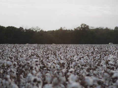 cotton growing in a field with trees in the background