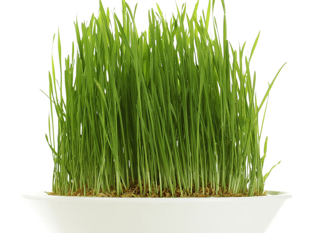 wheatgrass growing in a bowl