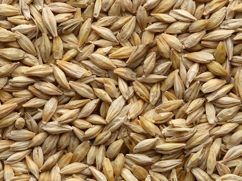 barley seeds