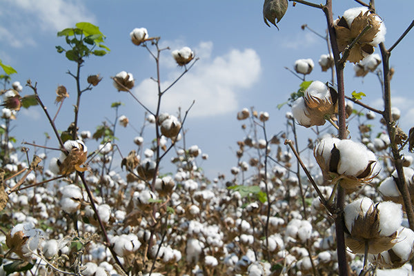 Image of Cotton Plants