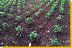 Image of small cotton plants