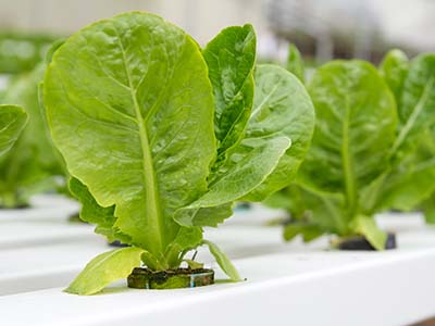 plants being grown in hydroponics