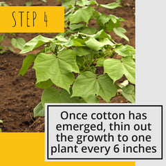 Everything you wanted to know about growing cotton