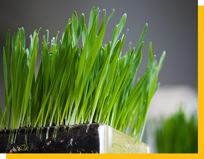 wheatgrass growing in a glass container