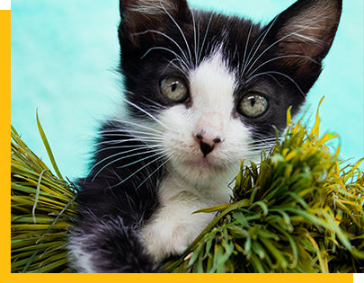 kitten in the grass