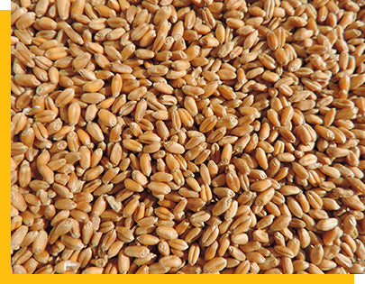 close up of Thunder Acres wheatgrass seeds