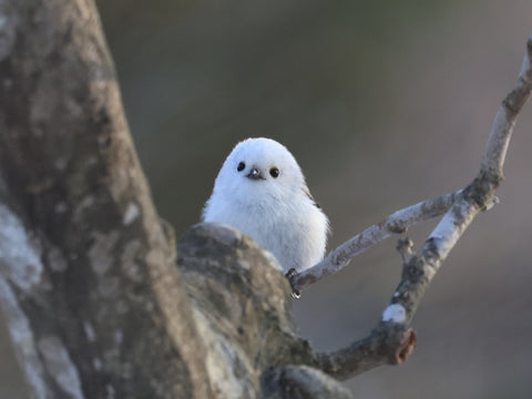 シマエナガ　もふもふ