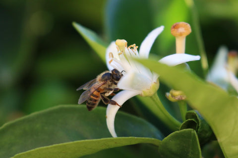 巴西蜂膠、巴西蜂膠功效、巴西綠蜂膠、加拿大蜂膠