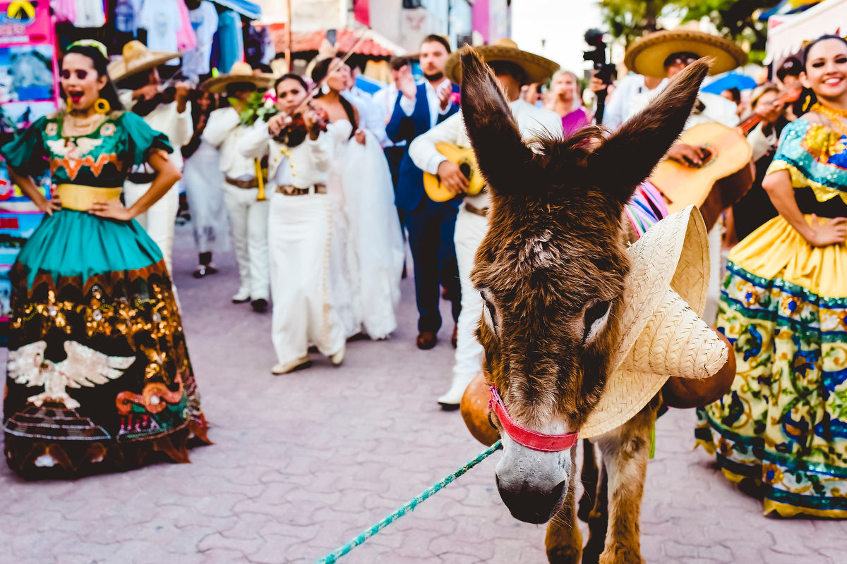 Donkey in a wedding at Playa del Carmen