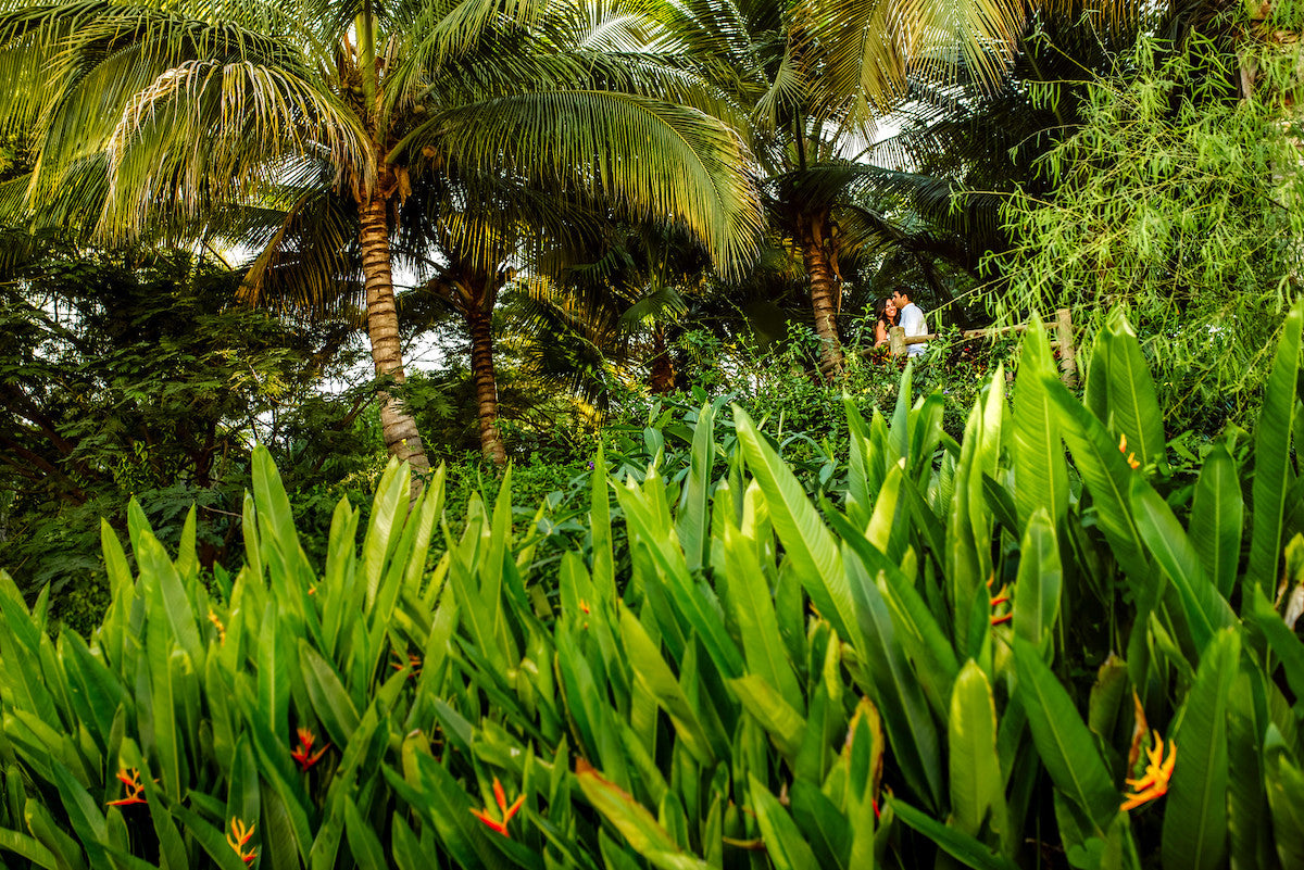 Couple in the middle of the palms