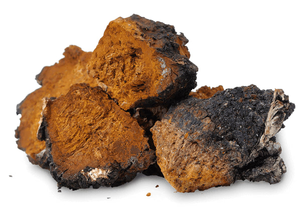 Chaga mushroom naturecan