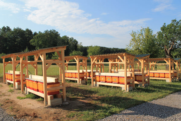 Apiary in Hungary