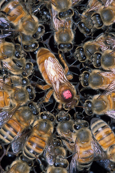 Worker bees surrounding the queen bee.