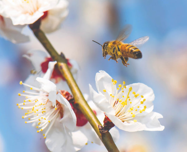 Honey bee pollinating white flowers on a stalk.