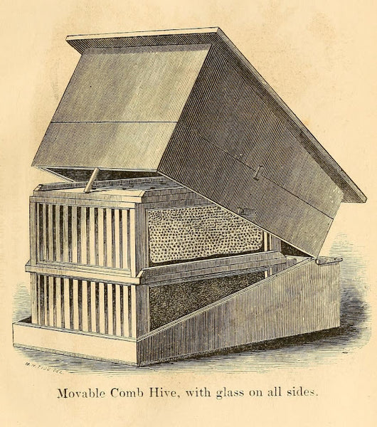 Movable Comb Hive, with glass on all sides
