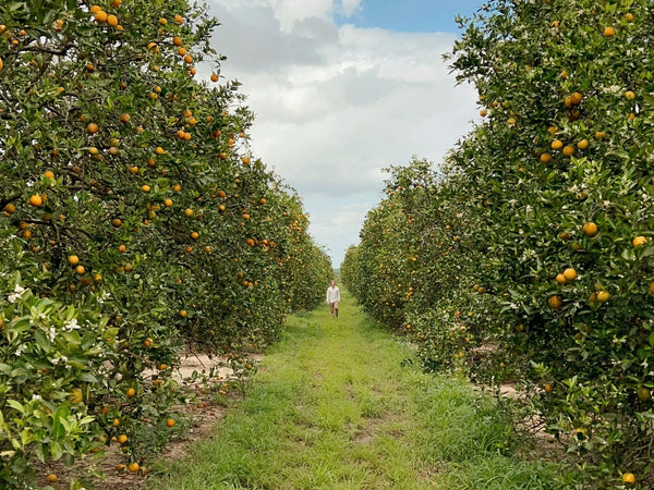 Ted-in-orange-blossom-grove