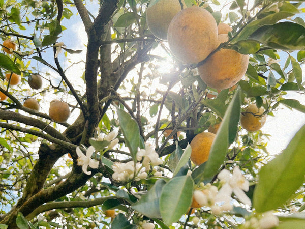 Oranges-and-orange-blossoms-in-orange-grove