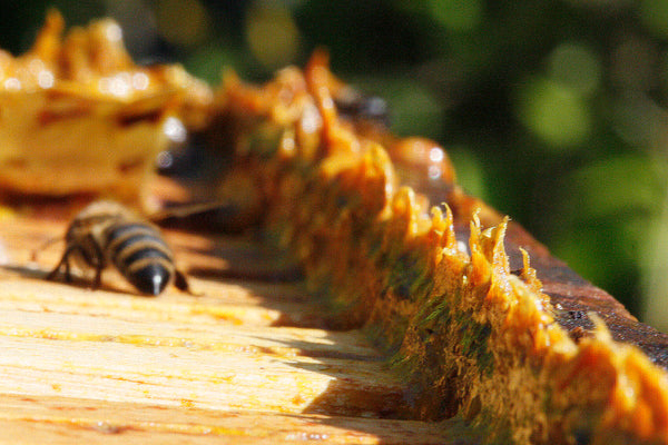 bee-hive-propolis-2