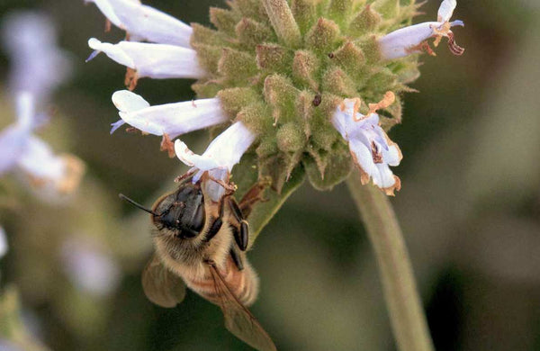 Honeybee pollinating a black sage bloom.