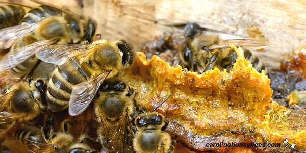 bee-hive-propolis-1
