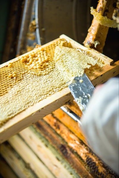 Beekeeper scraping honeycomb from the frame