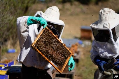 modern-beekeepers-in-mexico