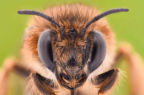 The face of a honeybee.