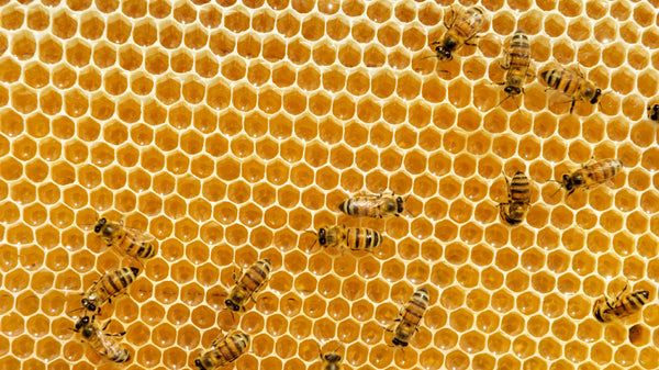 Bees on a wall of honeycomb.