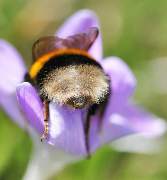 A bee asleep in a purple flower.
