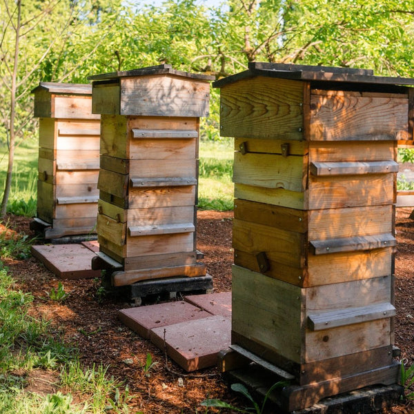 Three Warre hives in a grove of trees