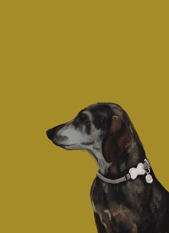 Picture of a daschund on a yellow background