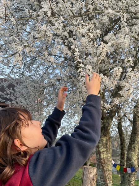 Un jeune garçon tend la main pour saisir la branche d'un prunier en pleine floraison couverte de fleurs blanches.