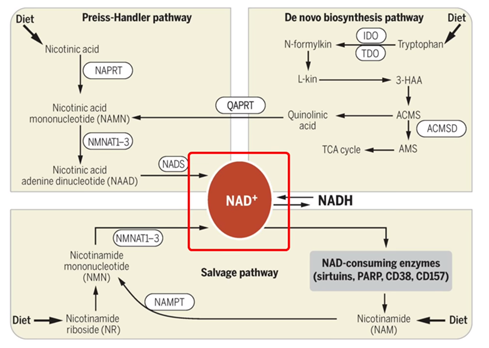 NR og NMN omdannes til NAD, som brukes til over 500 prosesser og funksjoner i cellene.  Særlig av viktige enzymer som sirtuiner som vedlikeholder cellenes helse og beskytter de mot feil, skade og sykdom.