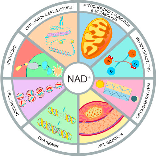 NAD er et molekyl sentralt til energiomsetningen og nesten alle viktige funksjoner i cellene. I denne artikkelen gjennomgår vi "hva er NAD" og "hva gjør NAD og NAD-tilskudd". Utforsk mer på Akademiet ved Vitality Nordic.