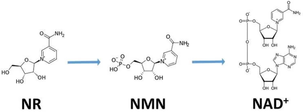 NMN og NR er molekyler som omdannes til NAD+ i cellene. Derfor har disse stoffene potensial til å øke cellenes nivåer av NAD+.