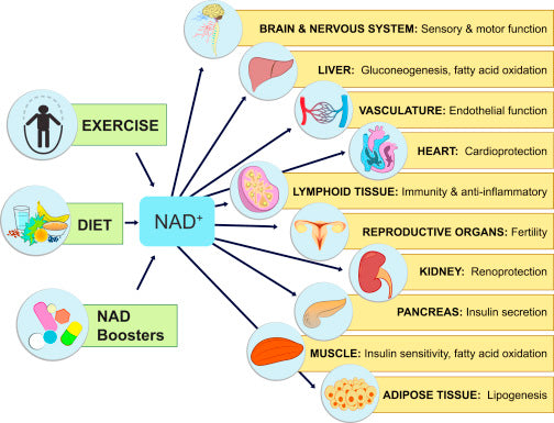 NAD+ har en direkte sammenheng mellom opprettholdelse av hjerne, nerver, blodkar, hjerte, nyrer, insulinrespons og fettstoffskifte.