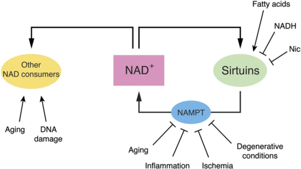 Sirtuiner, en familie av proteiner kjent for sin rolle i celleoverlevelse og såkalt "anti-aldring". Som mange andre viktige enzymer, bruker Sirtuinene NAD+ som drivstoff for å opprettholde cellenes helse og vitalitet.