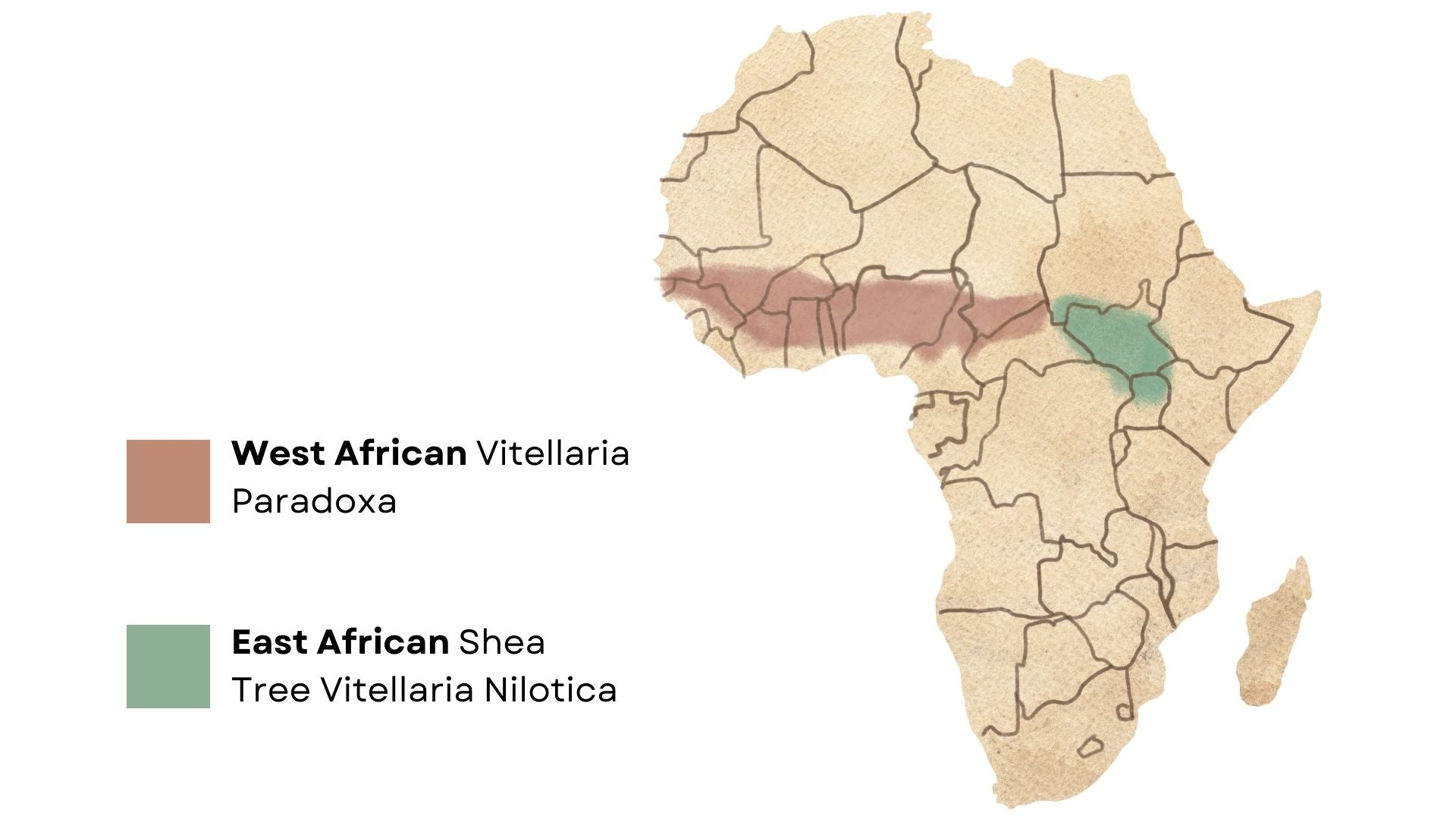 Difference between East African and West African Shea Butter? 