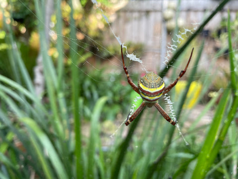 Golden Orb Spider in my garden