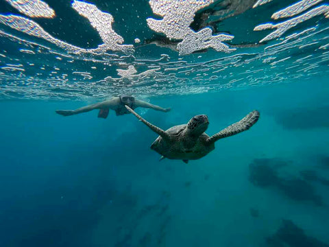 Swimming with turtles on Rarotonga, Cook Islands